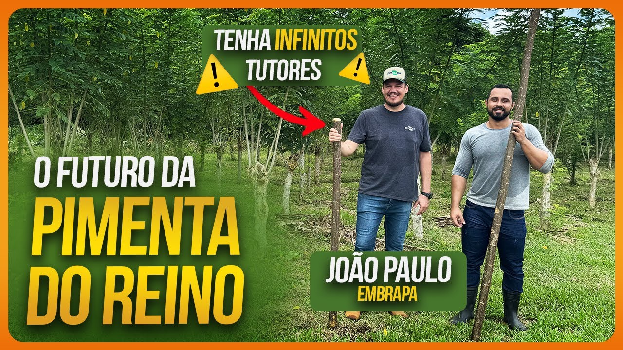 Como NÃO PAGAR CARO plantando Pimenta do Reino | Produção de Tutor VIVO de GLIRICÍDIA