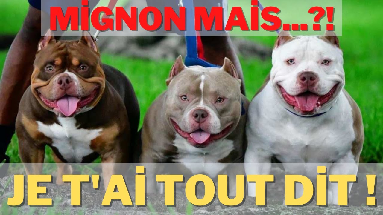 TAILLES AMERİCAN BULLY ET QUELQUES CHOSES INTÉRESSANTES À SAVOIR