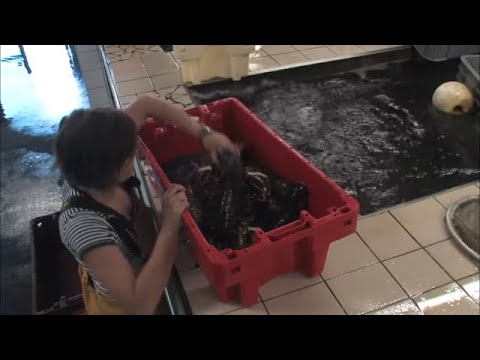 Comment bien choisir ses fruits de mer ?