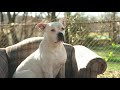 Sit Good Boy Copyright Free Video Footage
