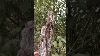 || Ullu Sleeping Video || Creative Commons || #short #facebook #reels #cc