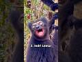 Different Types Of Monkeys With Weird Sounds Monkey Sound Monkey