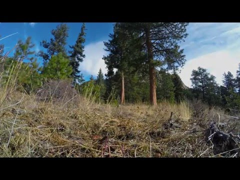Northern Pygmy Owl -vs- Mouse
