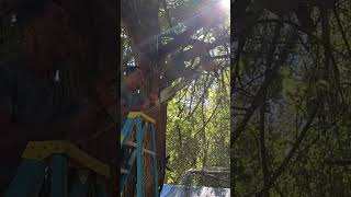 Grandpa on a ladder, chainsaw, high winds. What could possibly go wrong? #chainsaw #grandpadossfarms