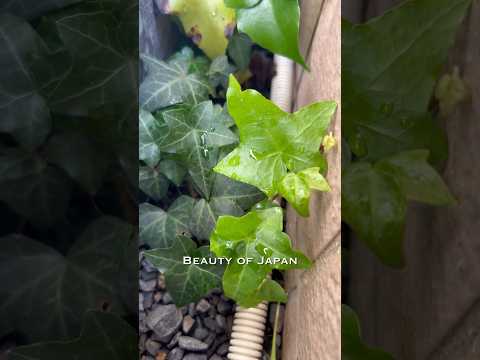 アイビーは木に悪いですか？カットすべきでしょうか？  庭園