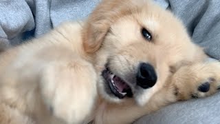 - After giving a frog toy as a gift, it's hard