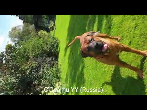 Тоса Ину - главный помощник по хозяйству