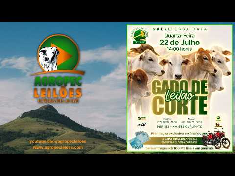 Agropecleiloes- AO VIVO -  LEILÃO GADO DE CORTE | MARTELO DE OURO LEILÕES - GURUPI-TO - 22/07/26.