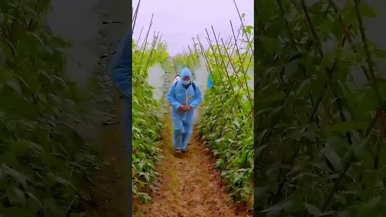 the process of spraying pesticides in vegetable fields; Good tools increase productivity