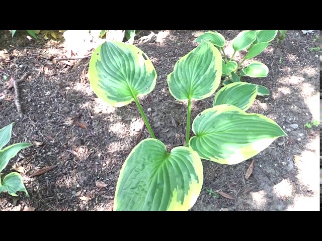 Hosta var. Fortunei Aureomarginata