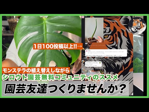 園芸 シャギータイム