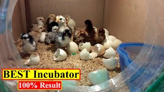 BEST INCUBATOR FOR CHICKEN EGGS WITH 100% EFFICIENCY | DIY | YOU CAN DO THIS