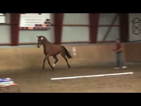 Holsteiner Staatsprämienstuten Anwärterin