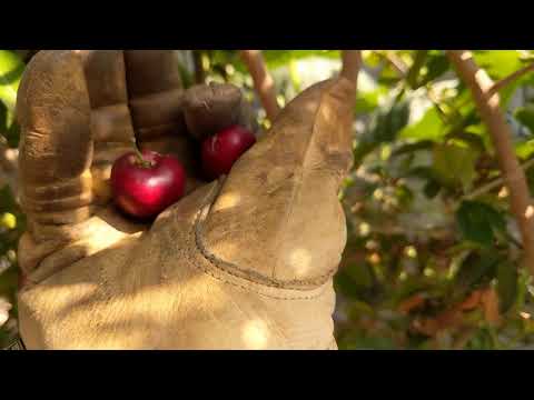 Acerola (Barbados) Cherry Is My Star Fruit Substitute