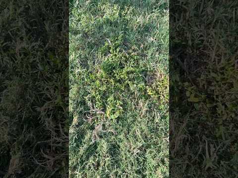 48 hour update: Virginia buttonweed treated with Celsius, Certainty and MSM Turf