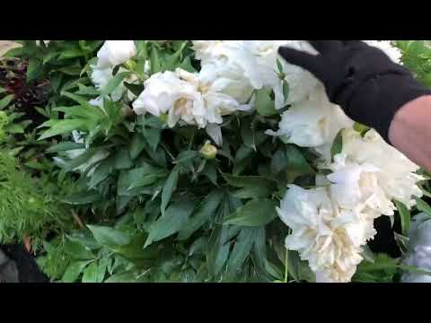 Janet’s Flowers May 31, 2023