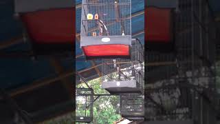 Download lagu Kacer Garuda Sakti dengan aksi ngobra plus nagen anteng tenggeran mp3