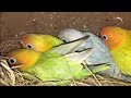 Lovebirds | National Geographic | Lovebird Sounds  2021