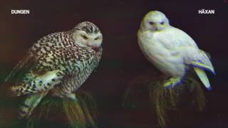 Dungen - Grottan [Official Audio]