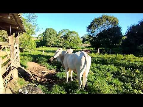 Boi Bolsonaro região guaraita Goiás 
