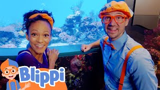 Download lagu Blippi Visits The Aquarium of The Pacific | Fun and Educational Videos for Kids mp3