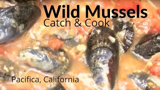 Devil's Slide, Wild Mussels, Homebrew, and Shark Stories | Pacifica, California