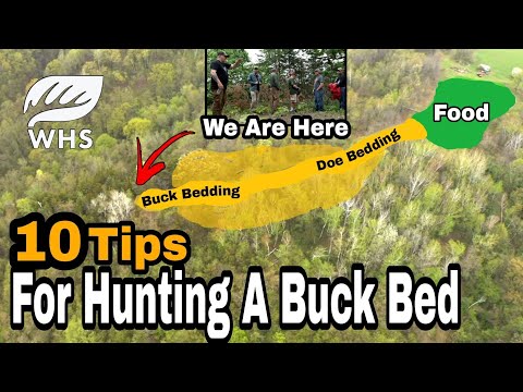 How To Hunt A Bedding Area