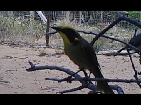 Medárik škraboškový (Lichenostomus melanops) — správanie a biotop