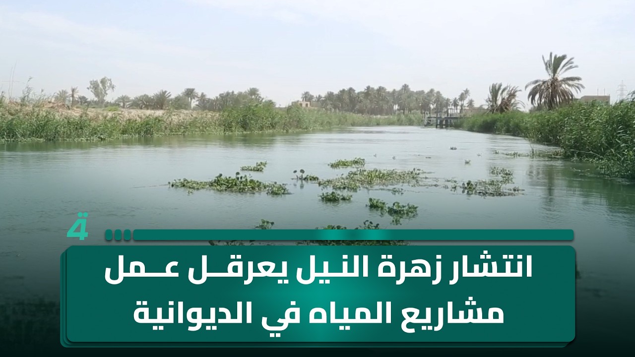 فيديو | انتشار زهرة النيل يعرقل عمل مشاريع المياه في الديوانية