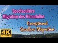 EXCEPTIONAL SWALLOW MIGRATION in 4K Ultra HD