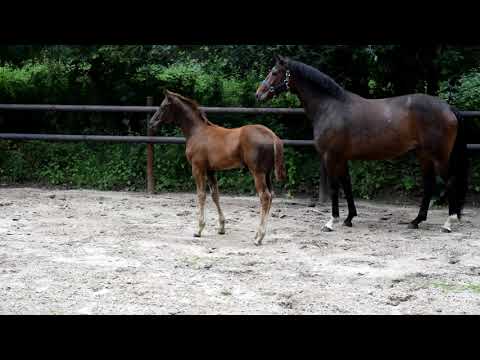 Pferdezuchhof-Strohm Hengstfohlen von Morricone III x Sally /  San Amour / Sandro Hit