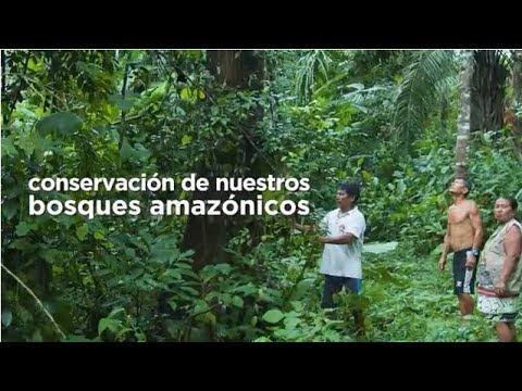 Programa Bosques: logros y avances 2022, video de YouTube