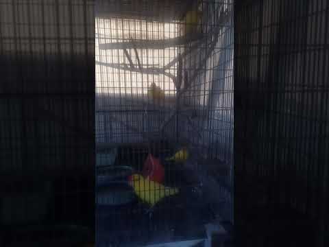 download lagu mp3 mp4 Kakarikis Lutinos, download lagu Kakarikis Lutinos gratis, unduh video klip Kakarikis Lutinos