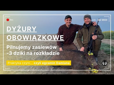 Polowanie na dziki | 3 dziki na rozkładzie | Wild boar hunting 3 wild boar down | Egzamin PZŁ