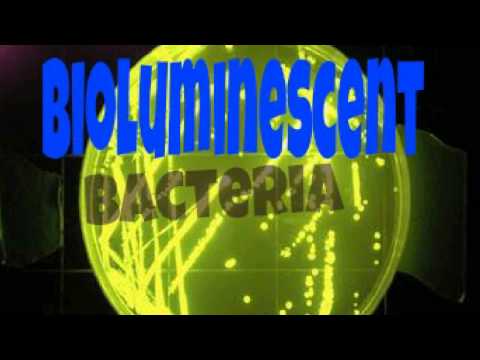 Glow in the dark Wounds?