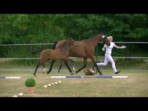Oldenburger Fohlenprämierung Laiberstadt 27.06.2017, Grey Flanell Stutfohlen