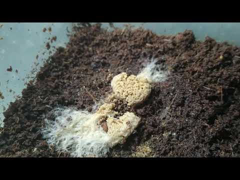 Moth Balls vs Grindal Culture Mites