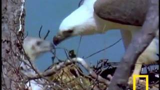 ROBERTO CARLOS ÁGUIA DOURADA