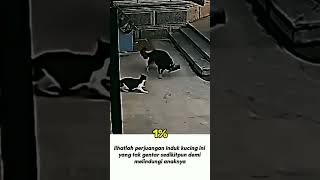 Download lagu #cat #sad #storywa #kucing #fypppppppppppppppppppppppppppppppppppppppppppppppppppp mp3