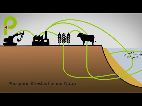 Phosphorus Cycle | P-Campus
