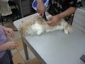 Подстригване на котка ( София, Борово) 