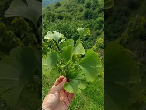 Ginkgo Biloba Kullanmayı Neden Bıraktım ? Şaşırtıcı Gerçekler !