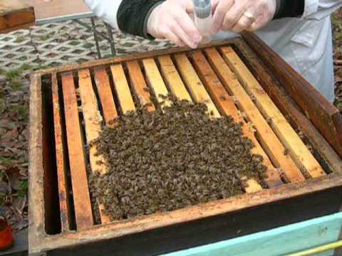 comment traiter varroa