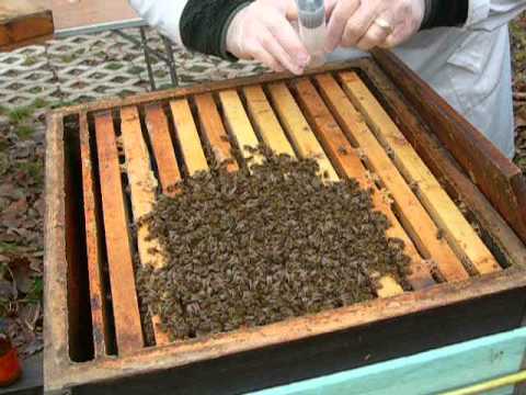 comment traiter les abeilles contre le varroa