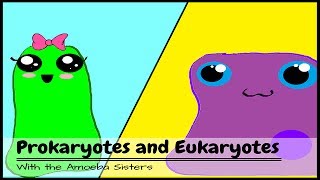 Are You Team Prokaryote or Team Eukaryote?