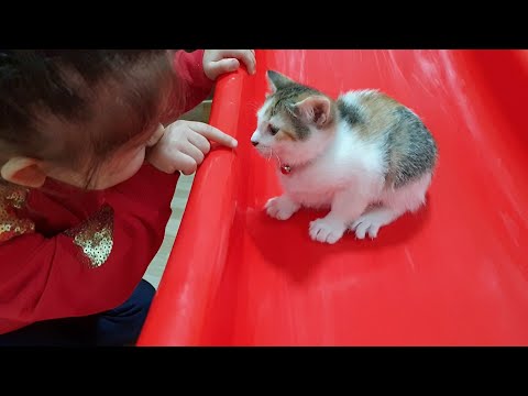 Ponçik Şilan Kediyi Kırmızı Kaydıraktan Kaydırdı