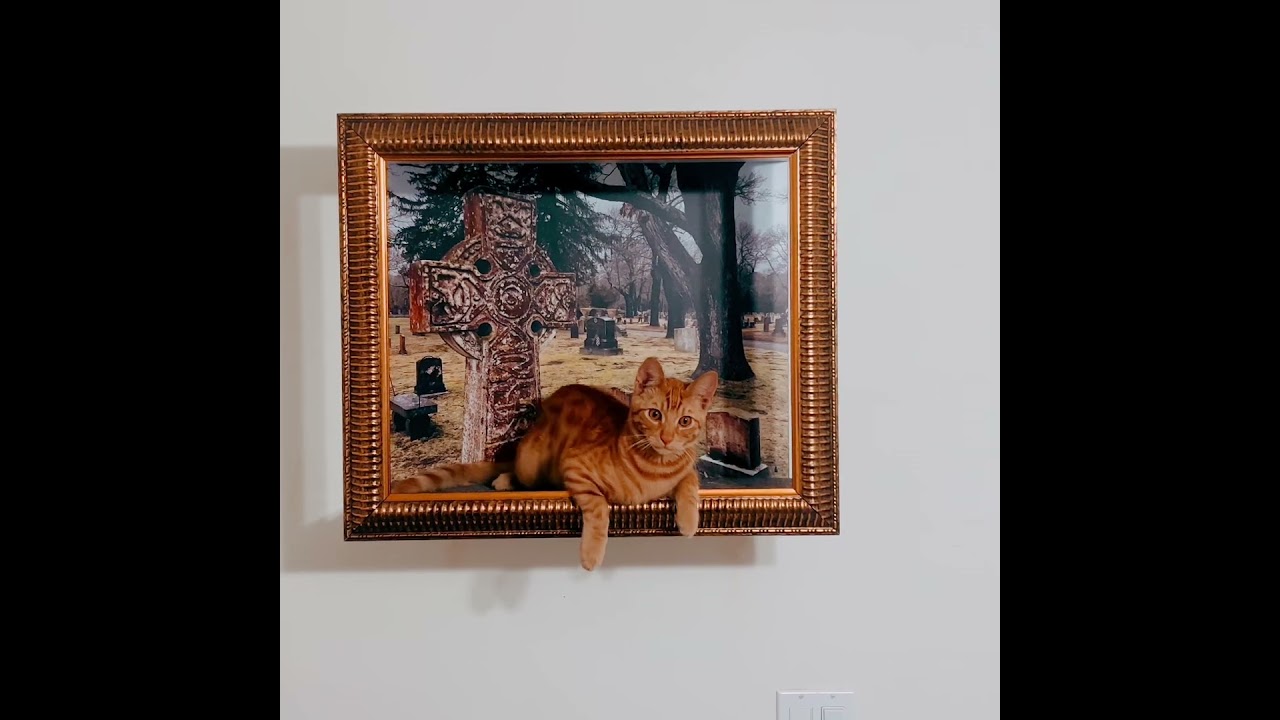Enlarge Cheeto, a Adoptable Domestic Short Hair in Santa Clarita, CA video 3/3