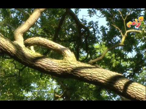 In the Night Garden Arabic Ep082