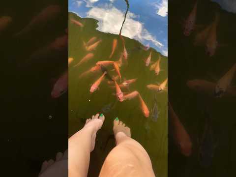 Complimentary fish spa at Madu river safari in Srilanka #fishspa #fishes #river #safari #srilanka