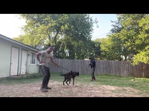 Optimal K9 Dog Obedience & Protection Training video.